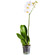 White Phalaenopsis orchid in a pot. Lvov